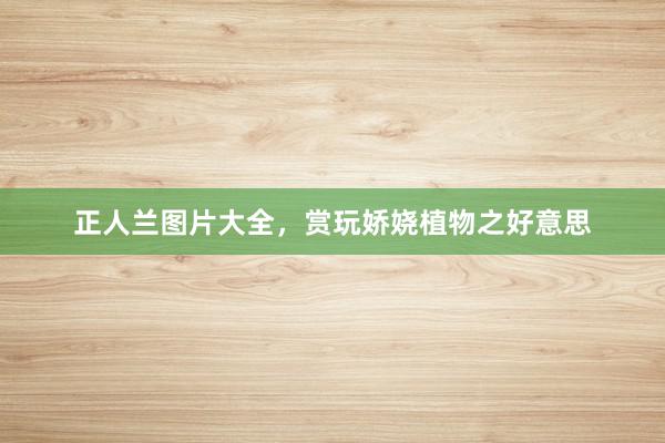 正人兰图片大全，赏玩娇娆植物之好意思