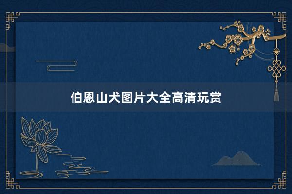 伯恩山犬图片大全高清玩赏
